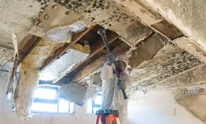 Best Basement Mold Removal  in Parma, OH